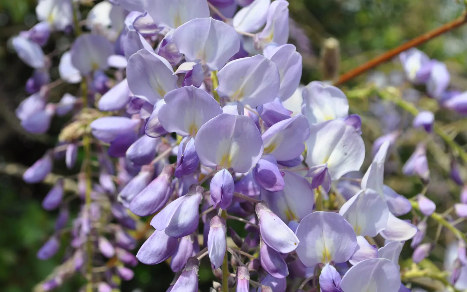Hanging racemes of pale lilac wisteria flowers with yellow throats