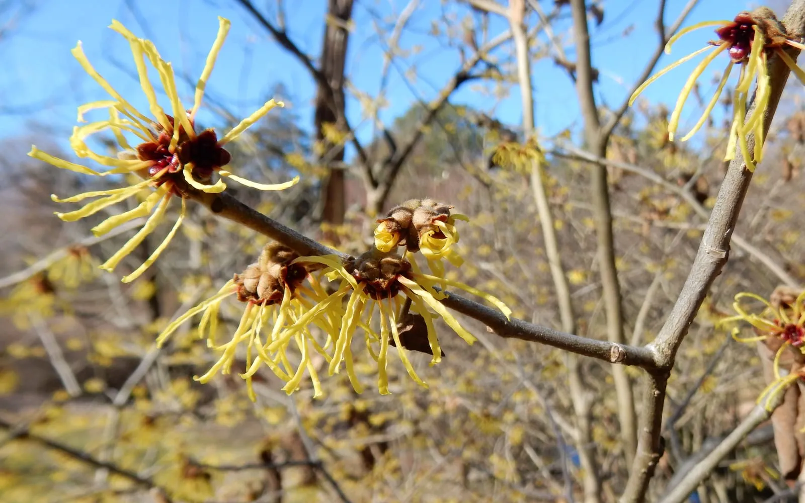 Spidery yellow witch hazel flowers with narrow ribbon petals and dark red centres opening along a bare winter branch