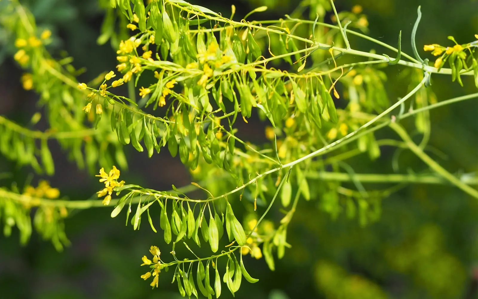Woad in yellow flower with the hanging seed pods already forming