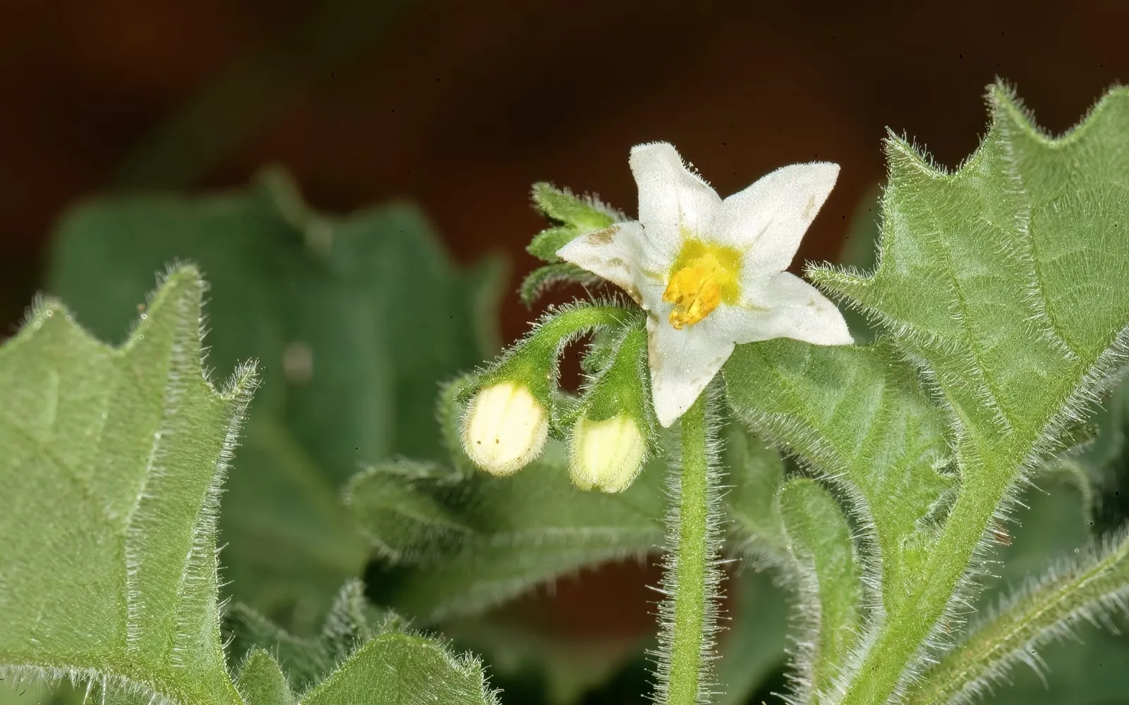 A white star-shaped wonderberry flower with a yellow anther cone, above hairy toothed leaves