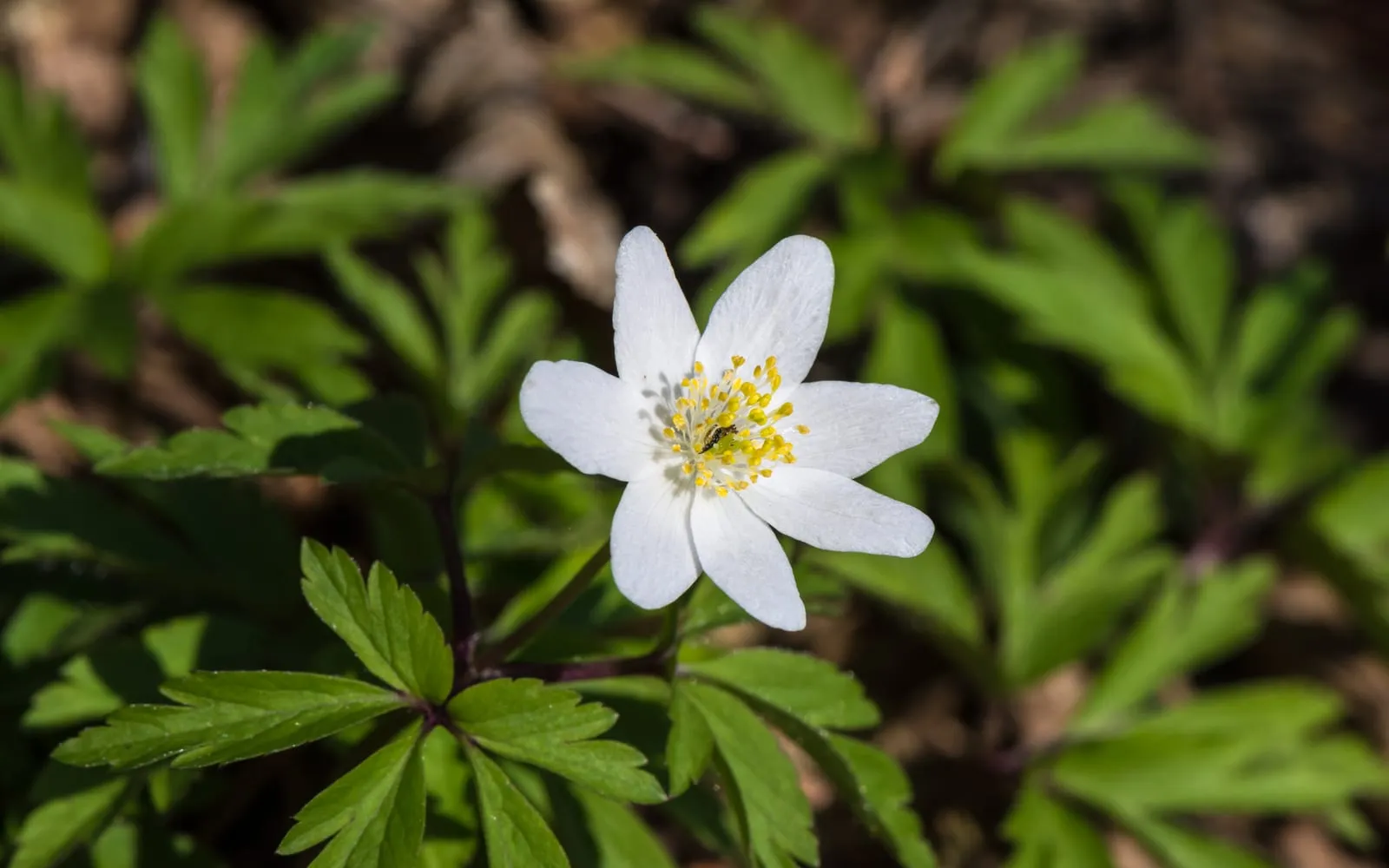 A white wood anemone flower with yellow stamens above a ruff of deeply divided leaves