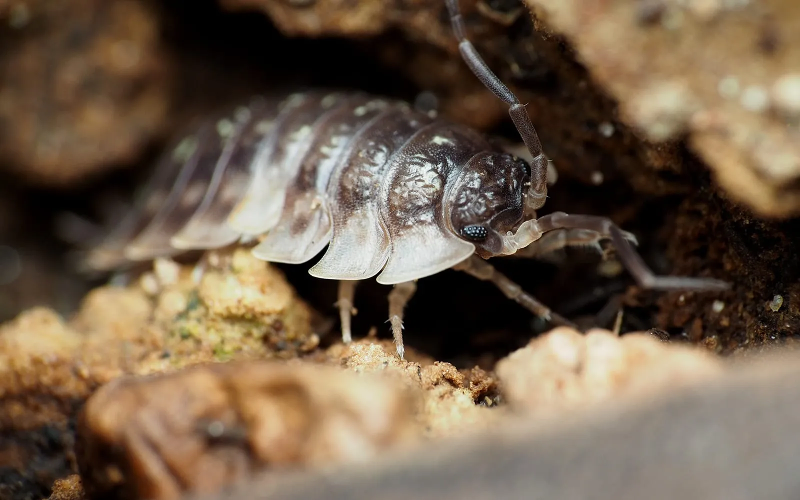 A shiny grey-brown woodlouse mottled with cream, its body made of overlapping armoured plates, walking over damp soil crumbs with one antenna raised