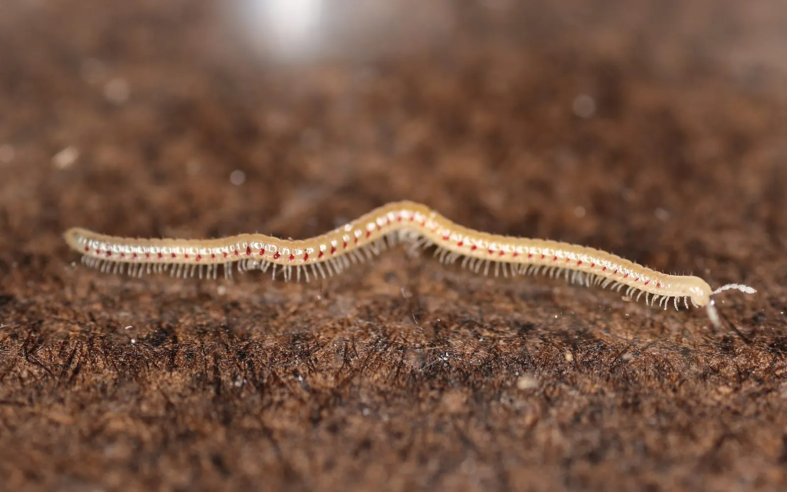 A slender pale cream millipede on dark soil, with a row of small dark red spots down each side of the body and a dense fringe of very short legs beneath