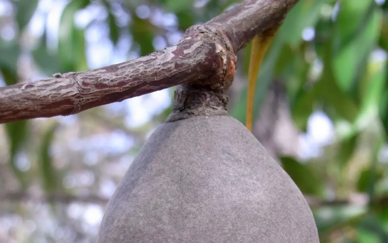 A single large, woody, pear-shaped seed pod of woody pear hanging from a branch