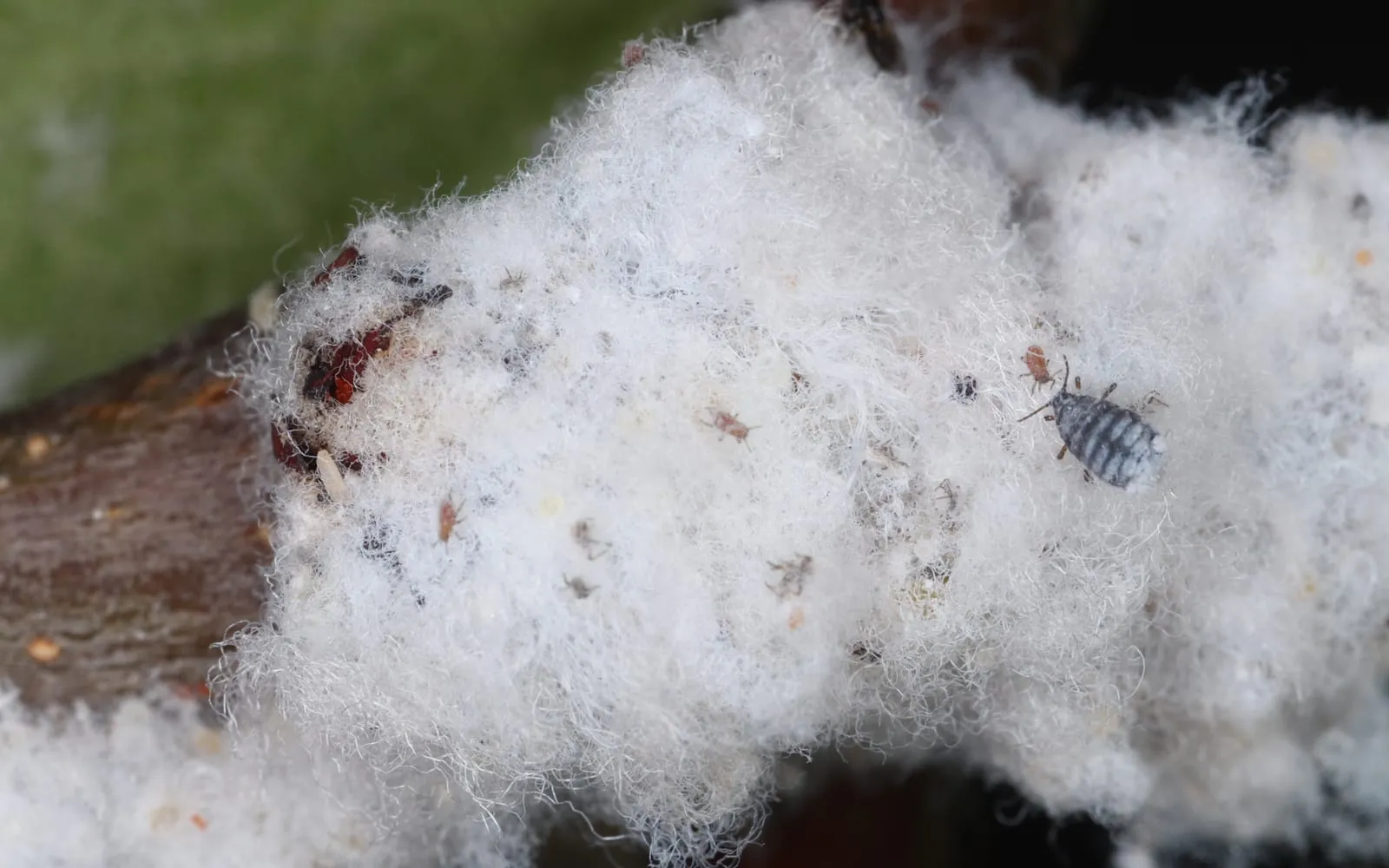 A dense mass of white cotton-wool-like wax on an apple twig, with small dark aphids visible among the fibres