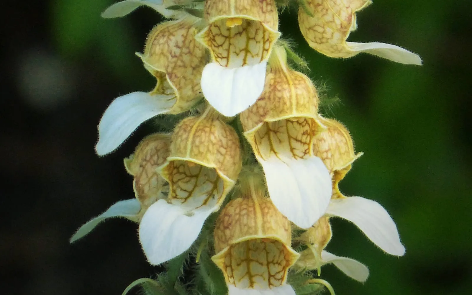 A woolly foxglove spike, its cream flowers netted in brown with a large white lower lip