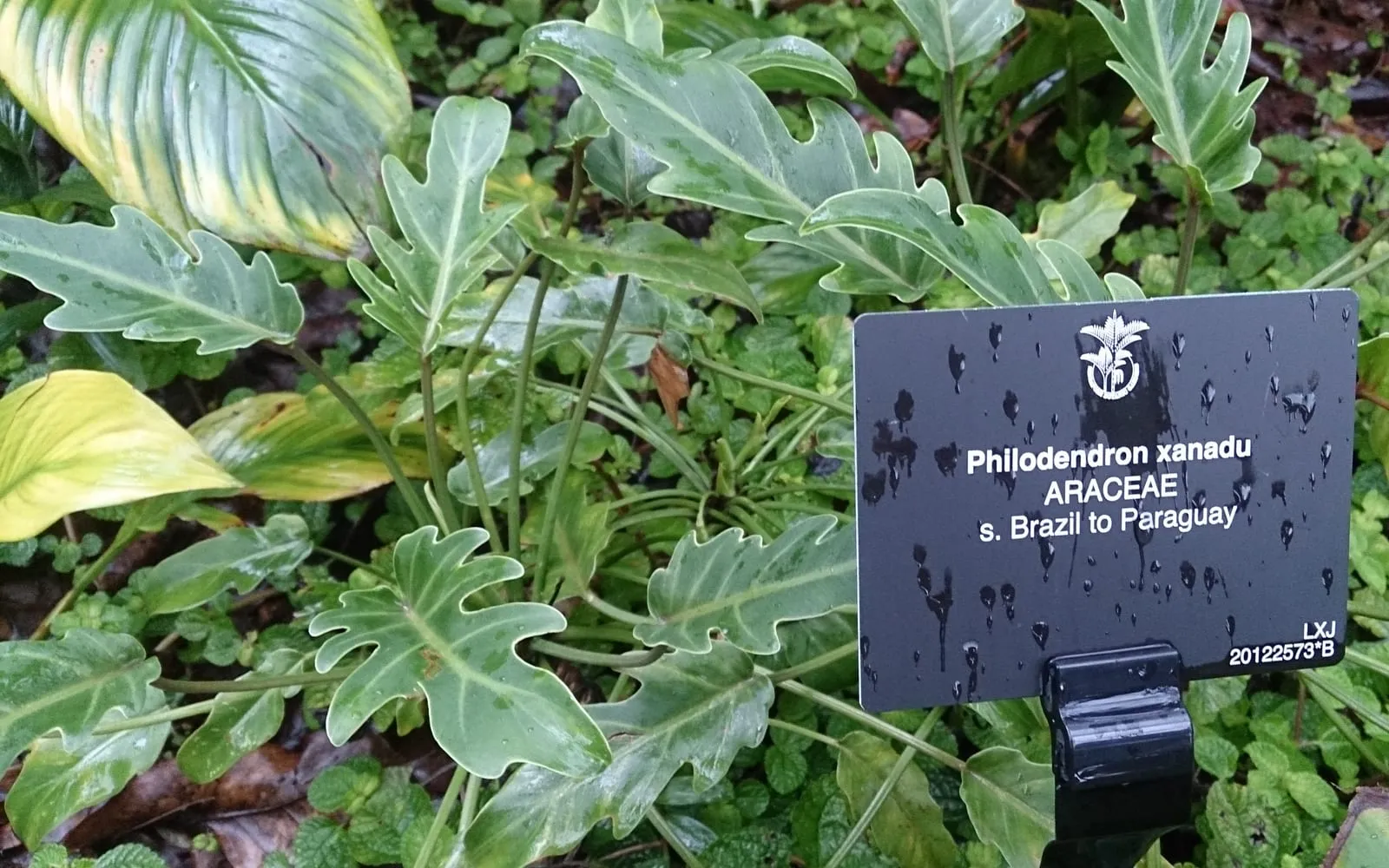 A low spreading xanadu with deeply lobed glossy leaves beside a label reading Philodendron xanadu