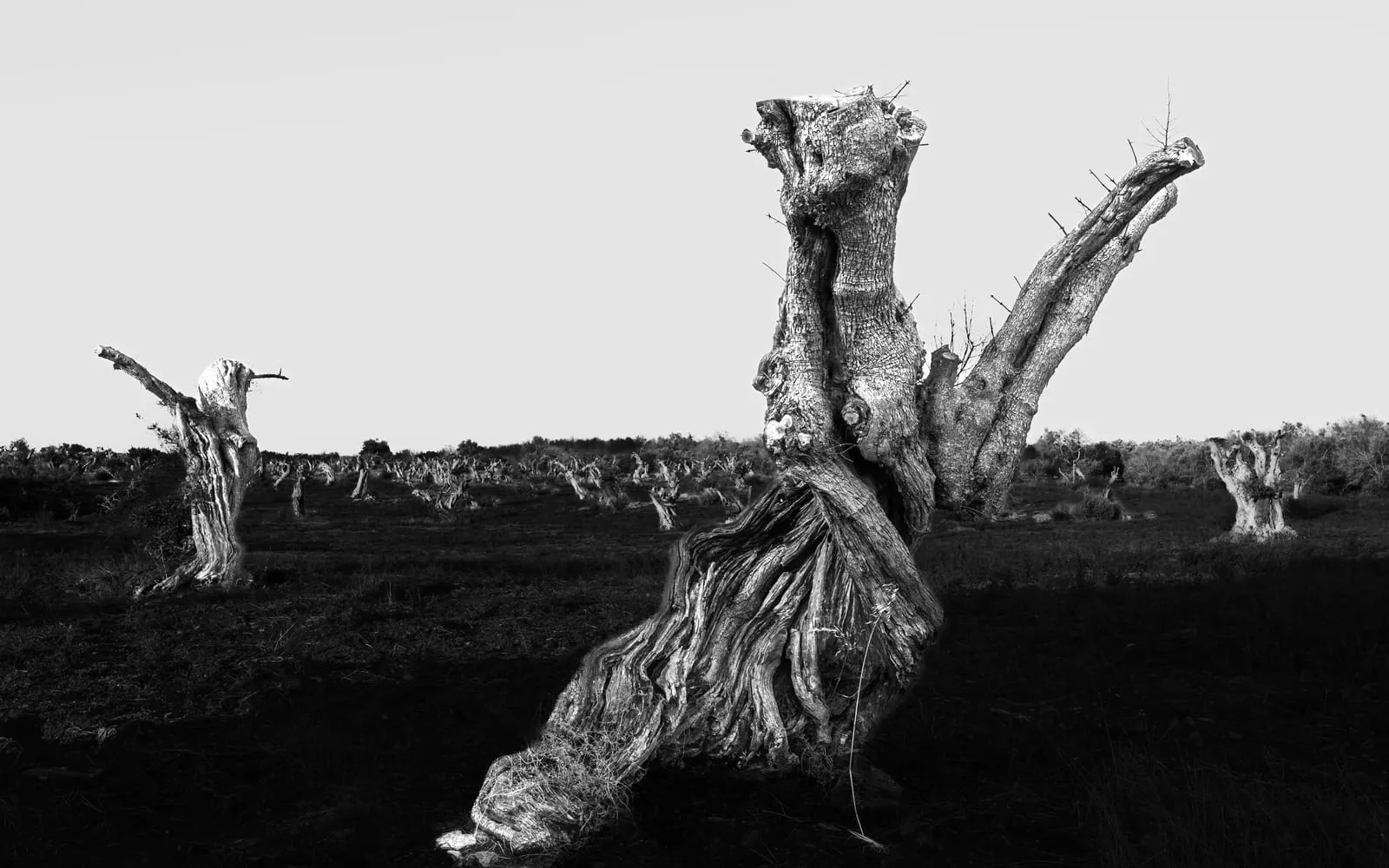 A black and white photograph of a grove of ancient olive trees in Puglia cut back to bare dead trunks, stretching to the horizon