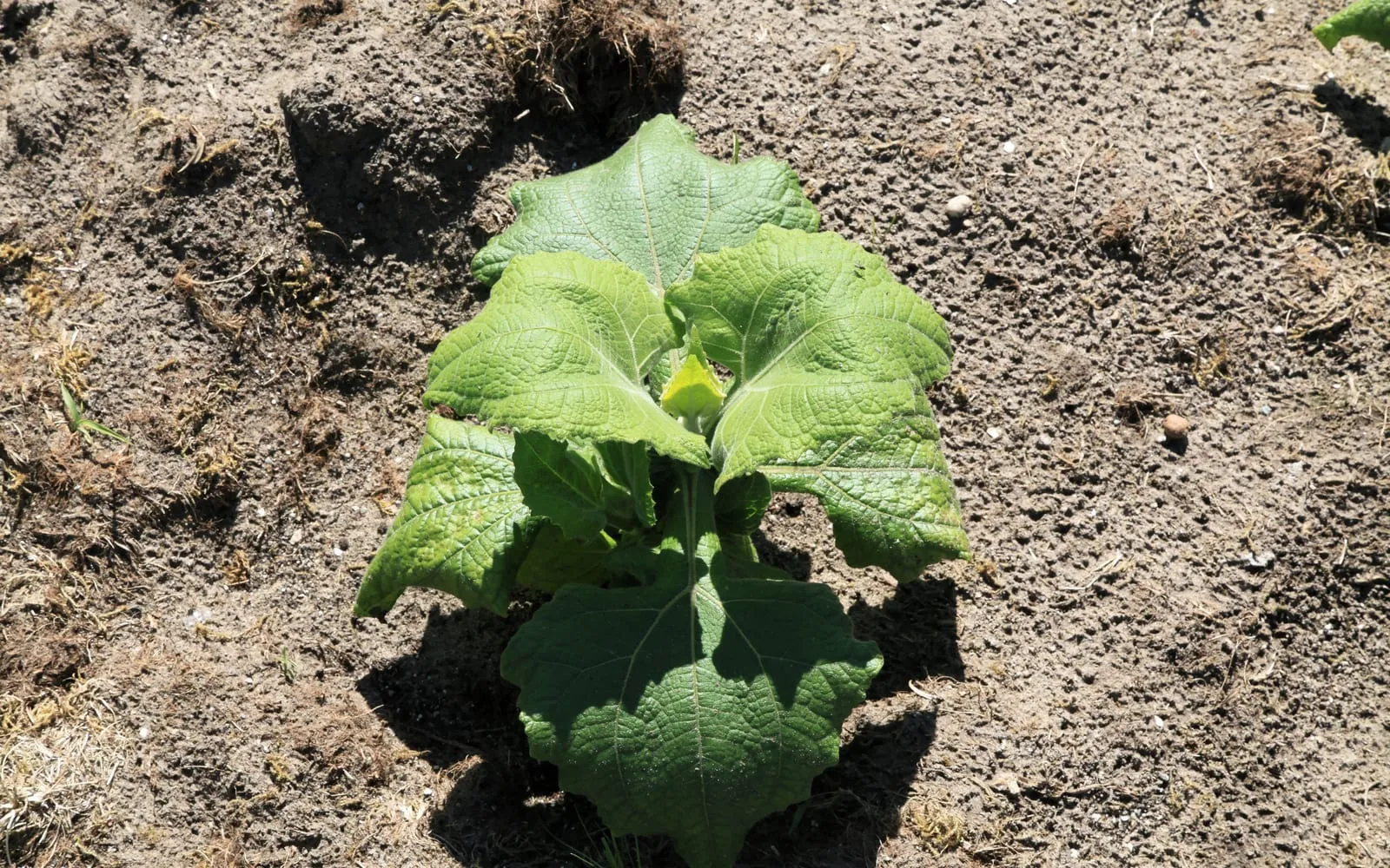 A young yacon plant in bare soil, large opposite leaves broadening to a lobed base