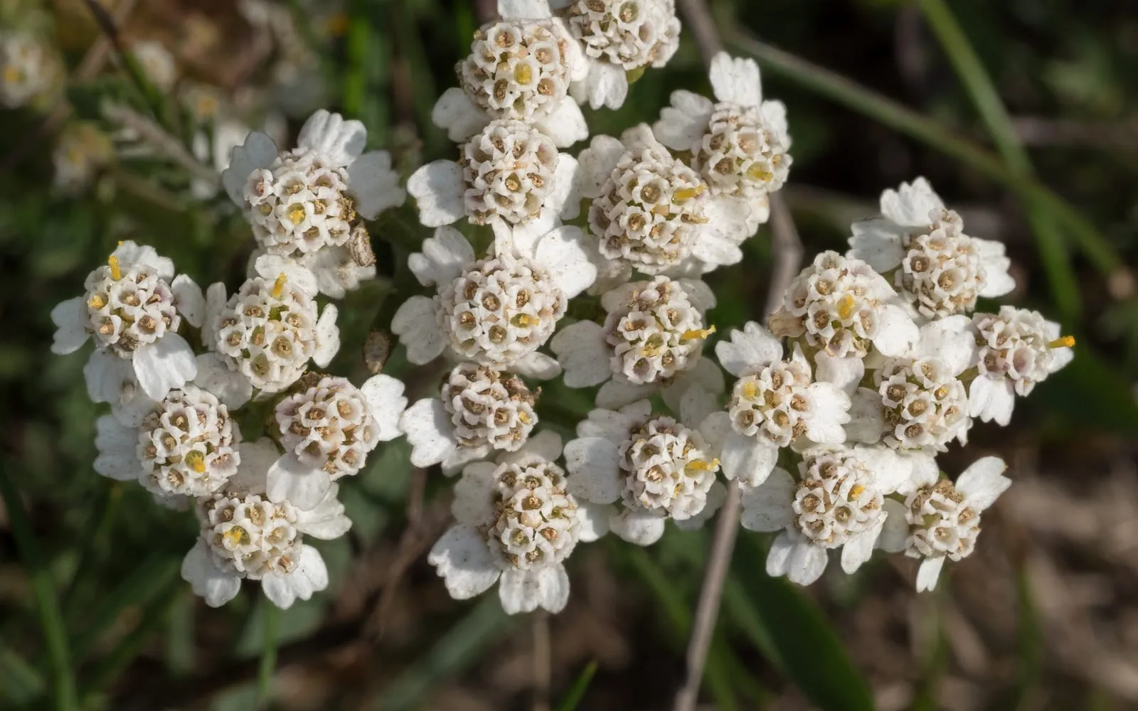 A flat-topped cluster of small white yarrow flowers seen from above