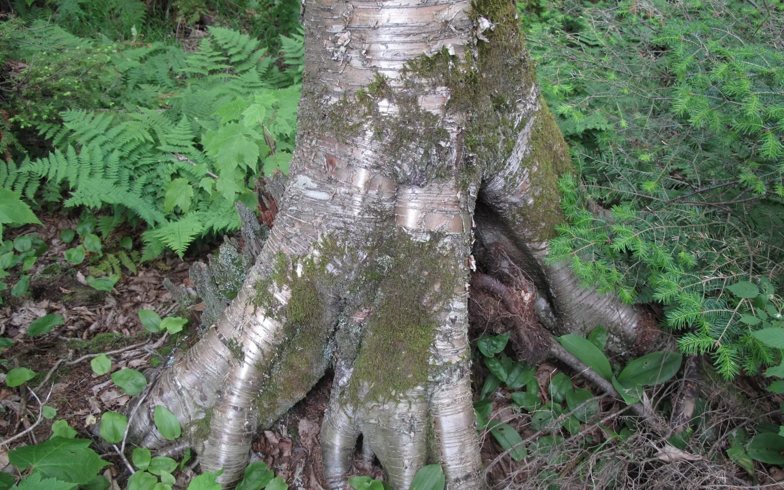 The mossy, silvery-tan, peeling-barked trunk base of a yellow birch, its roots spread wide like stilts over the forest floor