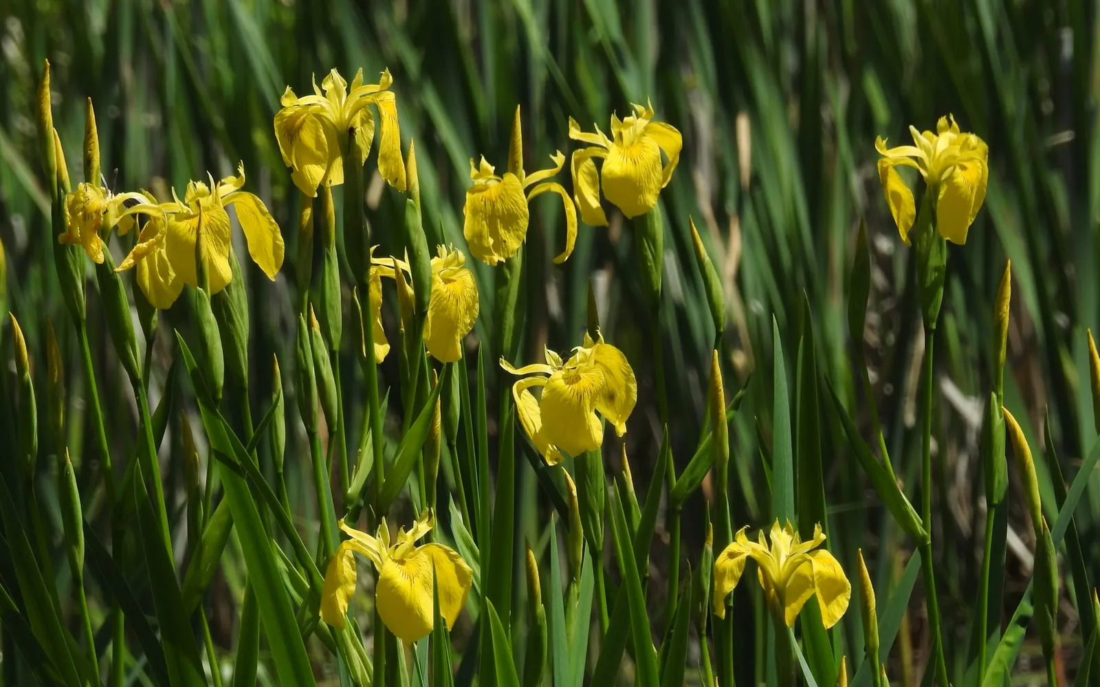 A stand of yellow flag iris in flower, their bright yellow blooms rising on tall stems above sword-shaped leaves at the water's edge