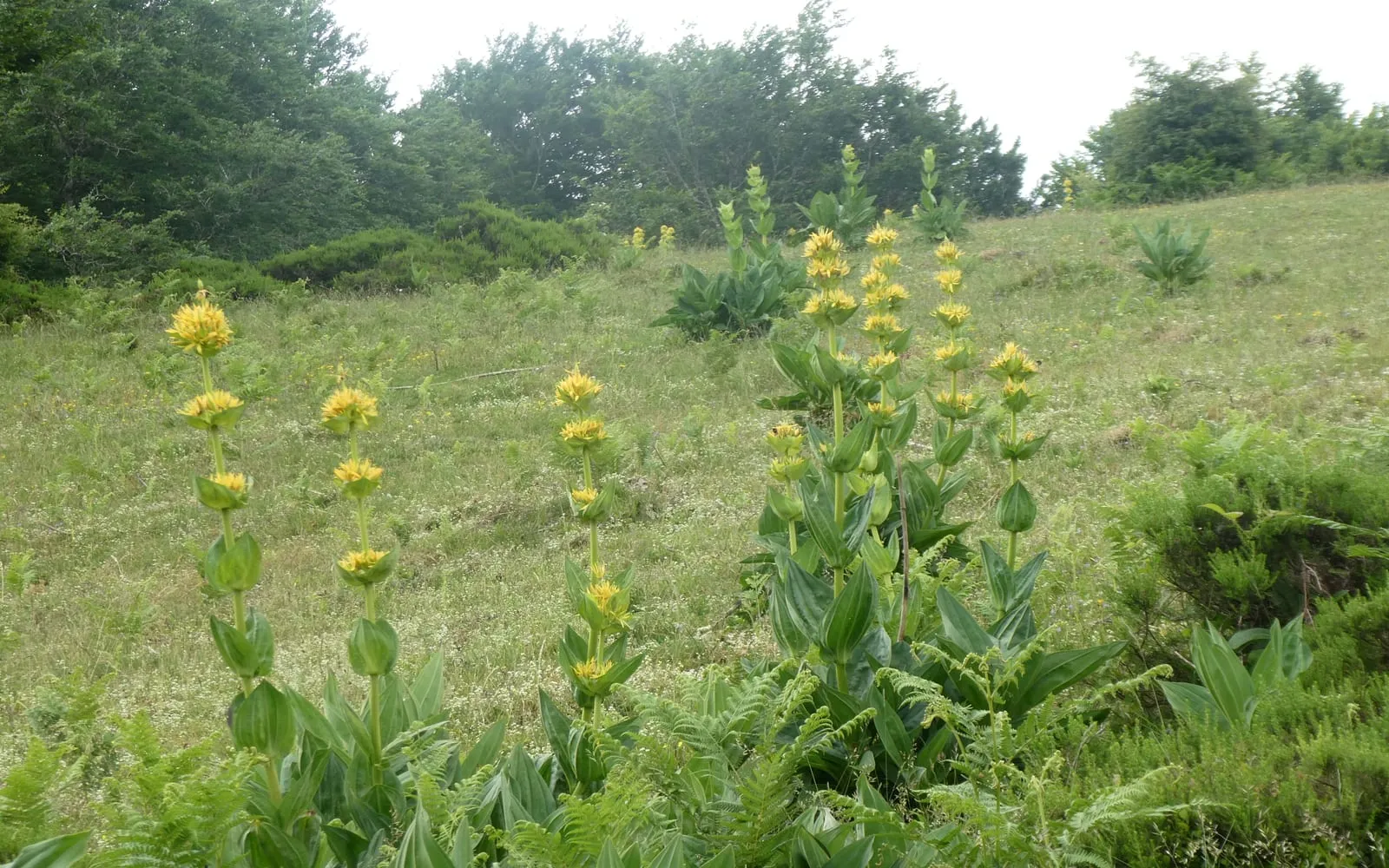 Yellow gentian in flower in alpine pasture, with whorls of yellow stars up the stems