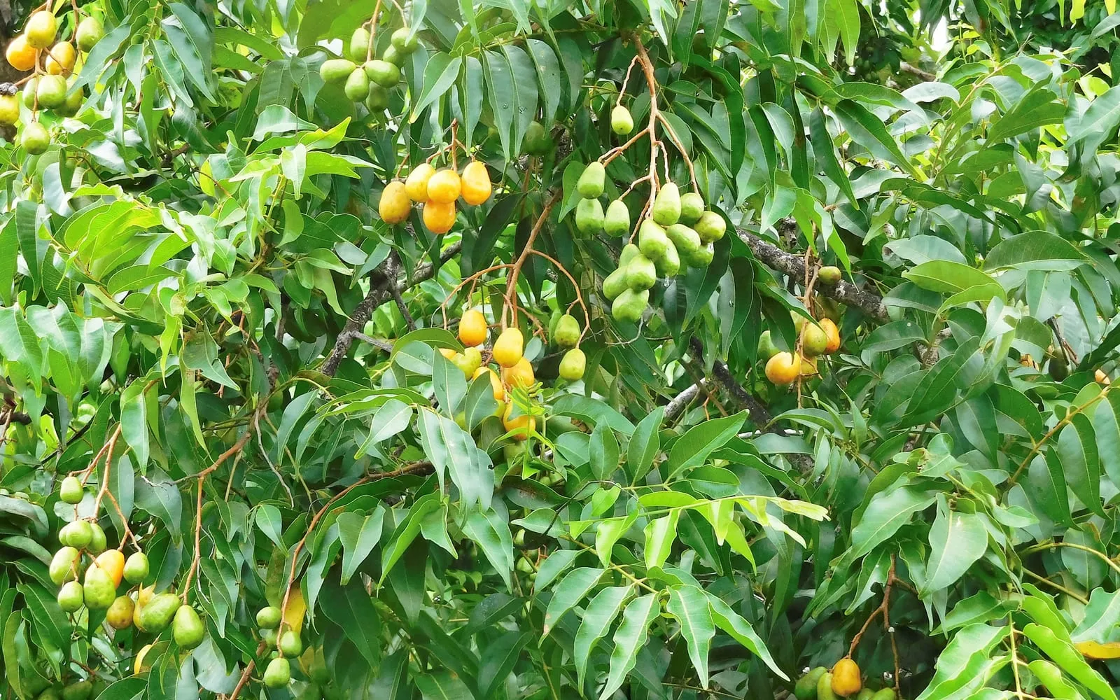 A yellow mombin tree hung with bright yellow oval fruit