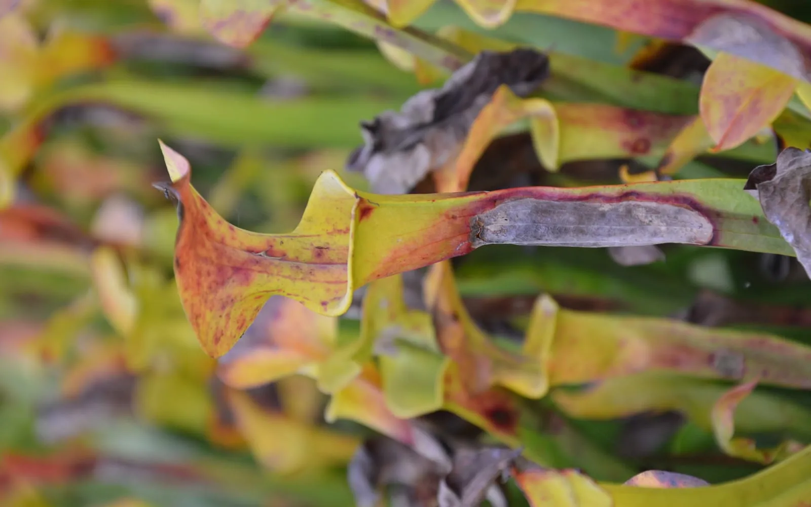 A pale yellow-green yellow pitcher plant trumpet with a red-veined throat and a wavy-edged hood arching over the opening