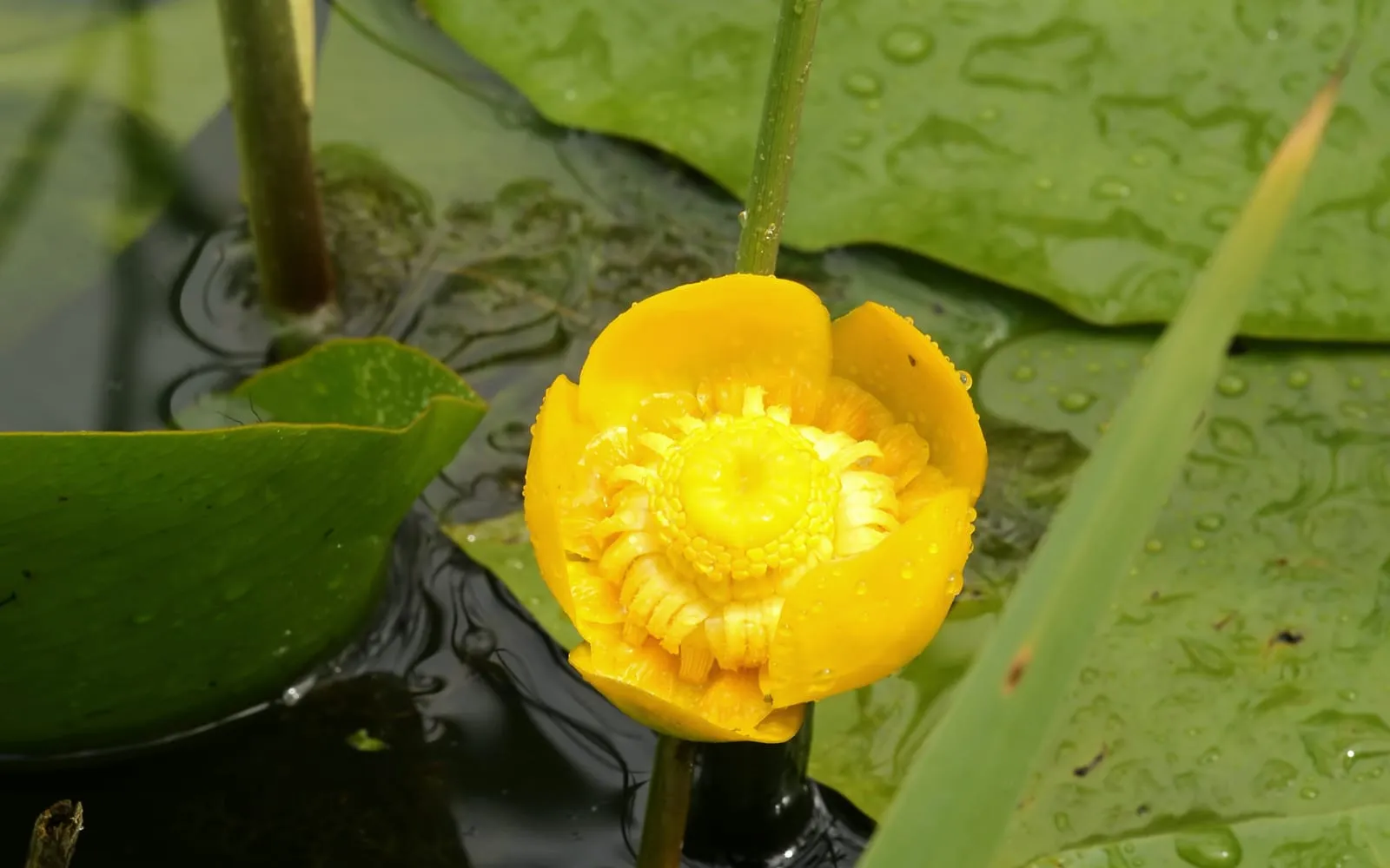 A yellow water-lily flower held just clear of the water beside a floating oval leaf