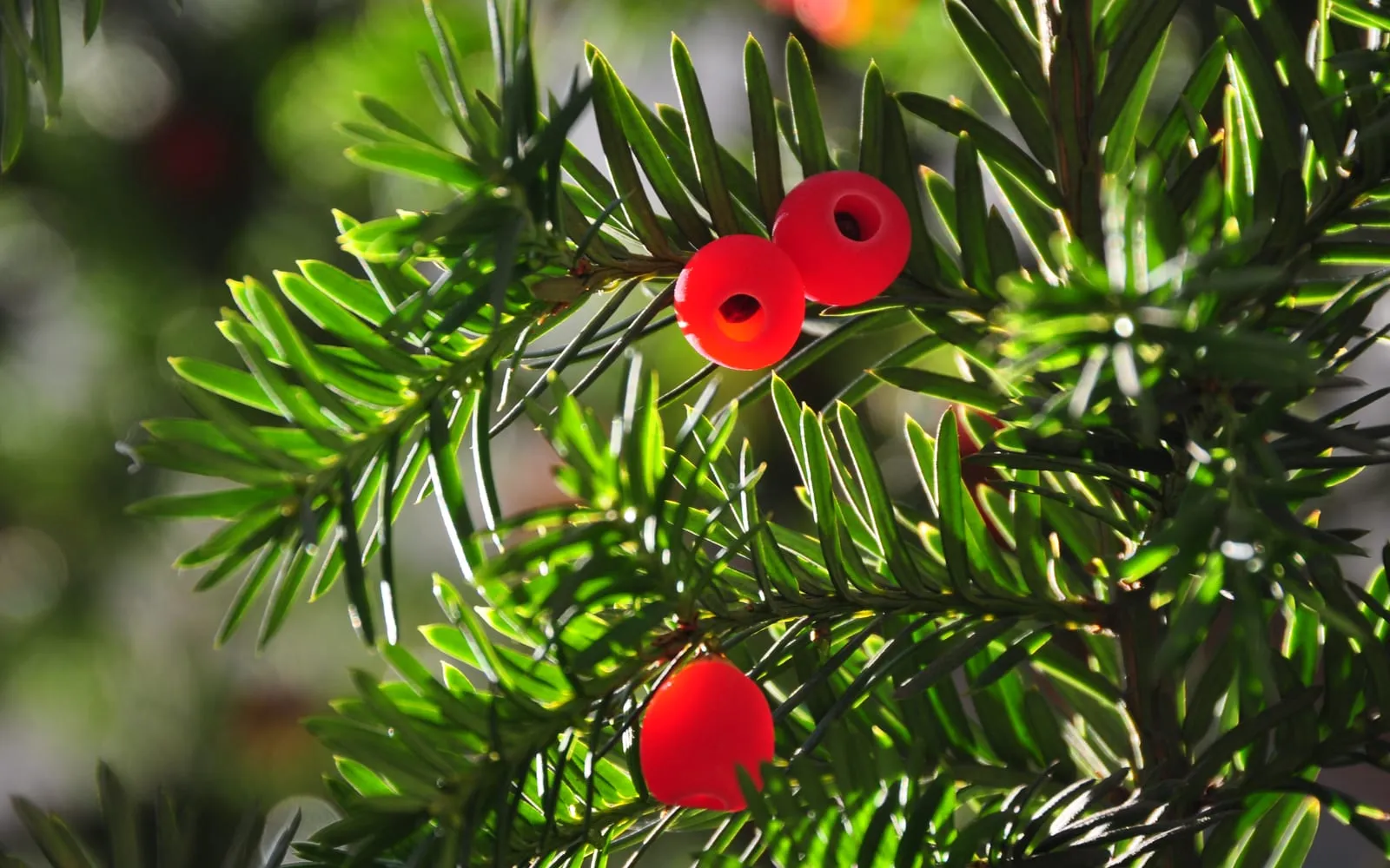 Dark green yew foliage carrying bright red cup-shaped arils, each open at the tip