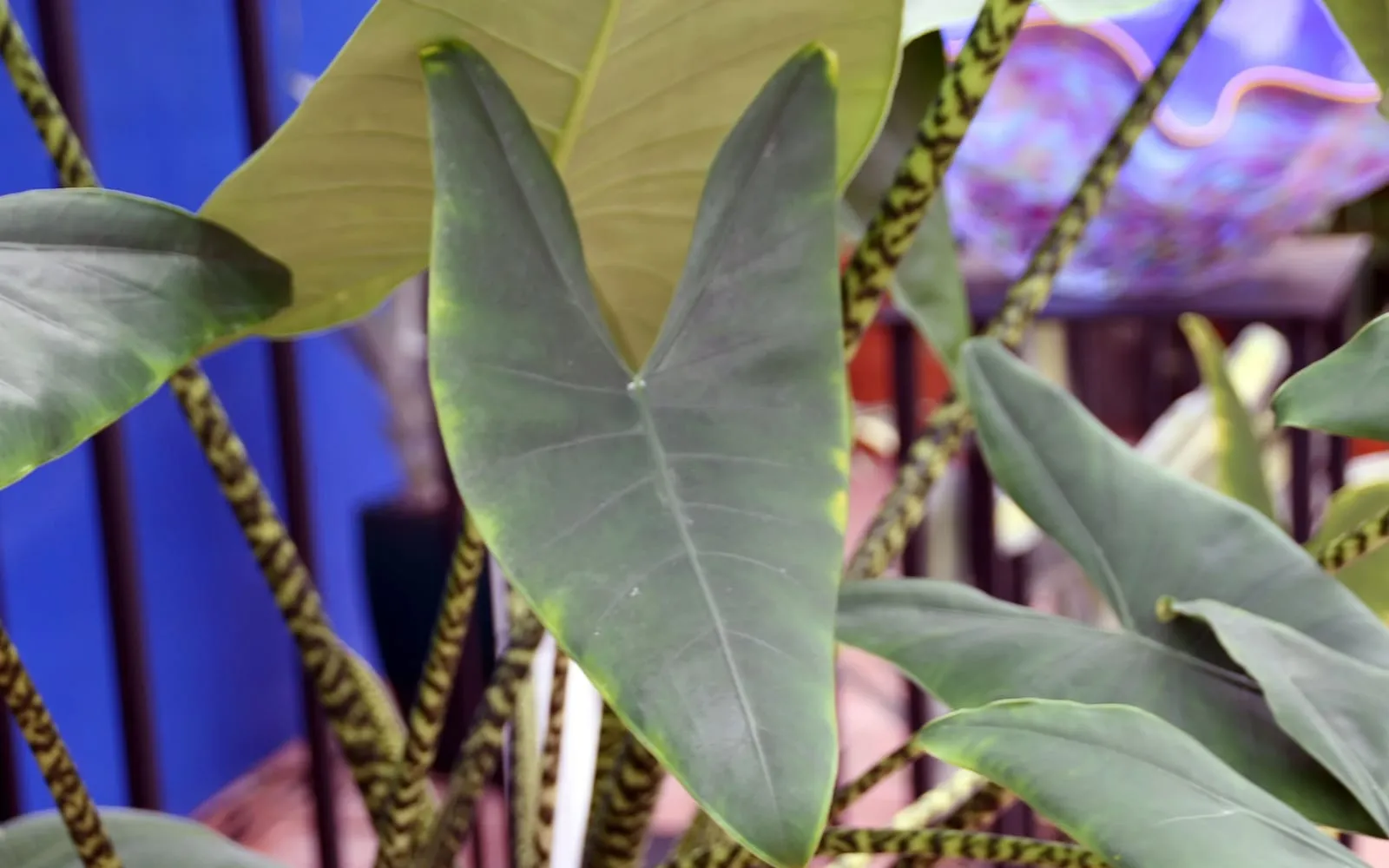 Arrow-shaped Alocasia zebrina leaves held on pale petioles marked with irregular dark green stripes