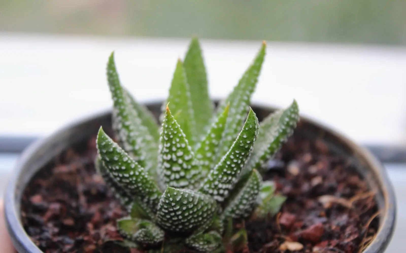 A small potted zebra haworthia, its stiff pointed dark green leaves banded with raised white dots