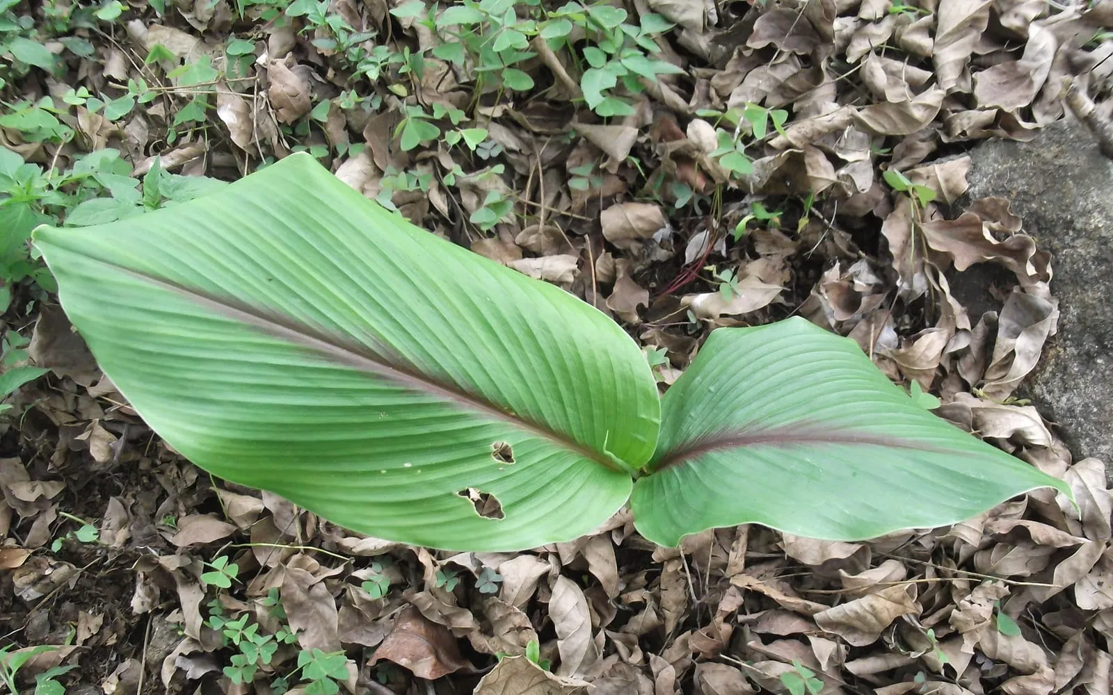 Zedoary leaves lying open, each with a deep purple-red flush along the midrib
