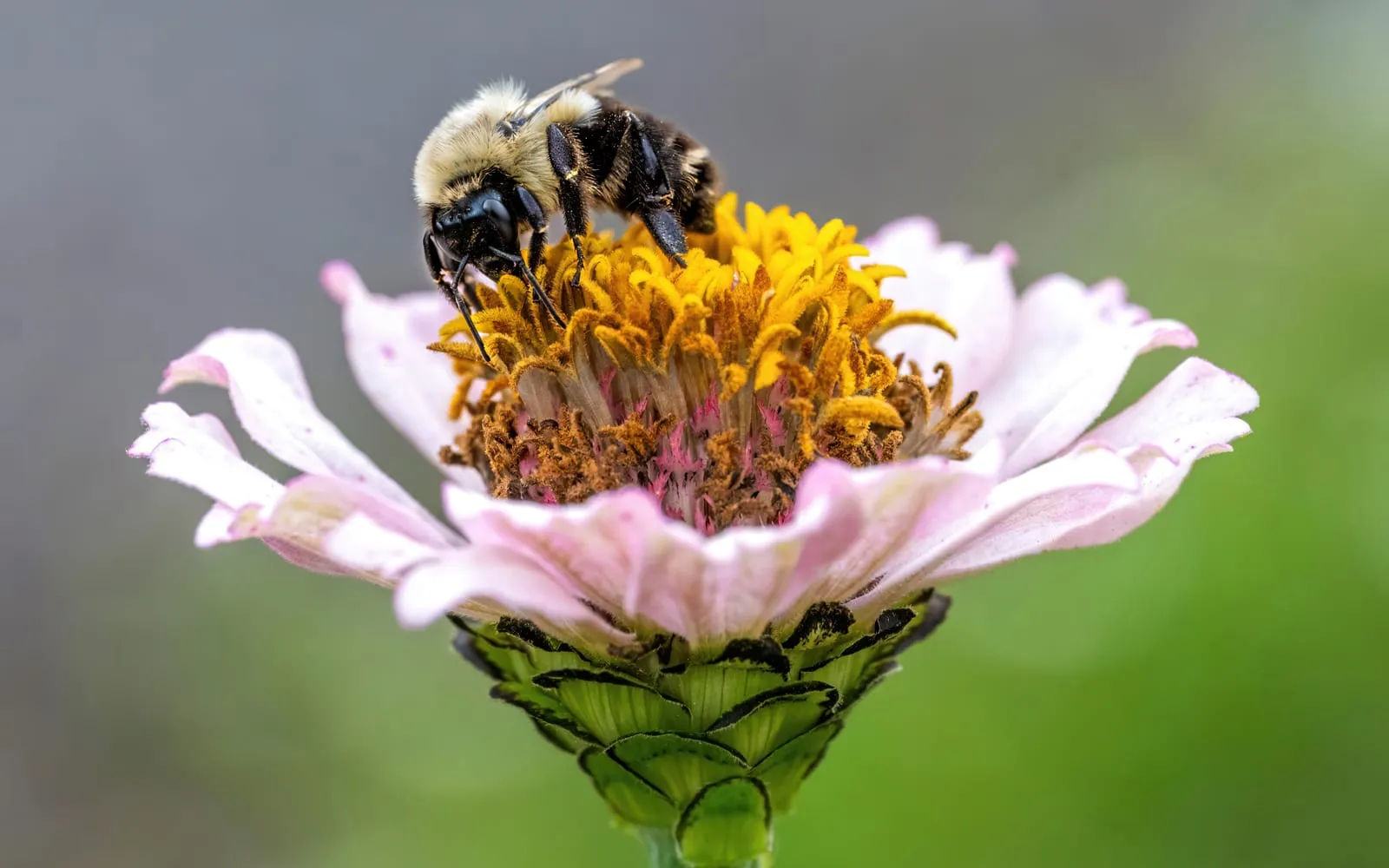 A pink zinnia flower with a bumblebee feeding at its golden centre