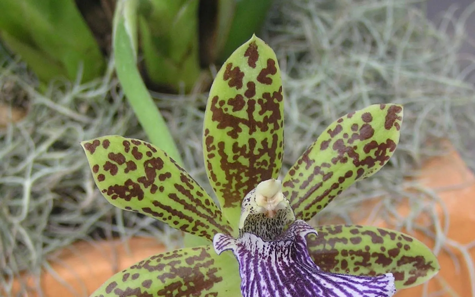 A Zygopetalum intermedium flower with apple-green sepals and petals mottled in maroon-brown, above a white lip striped with deep violet-purple veins.