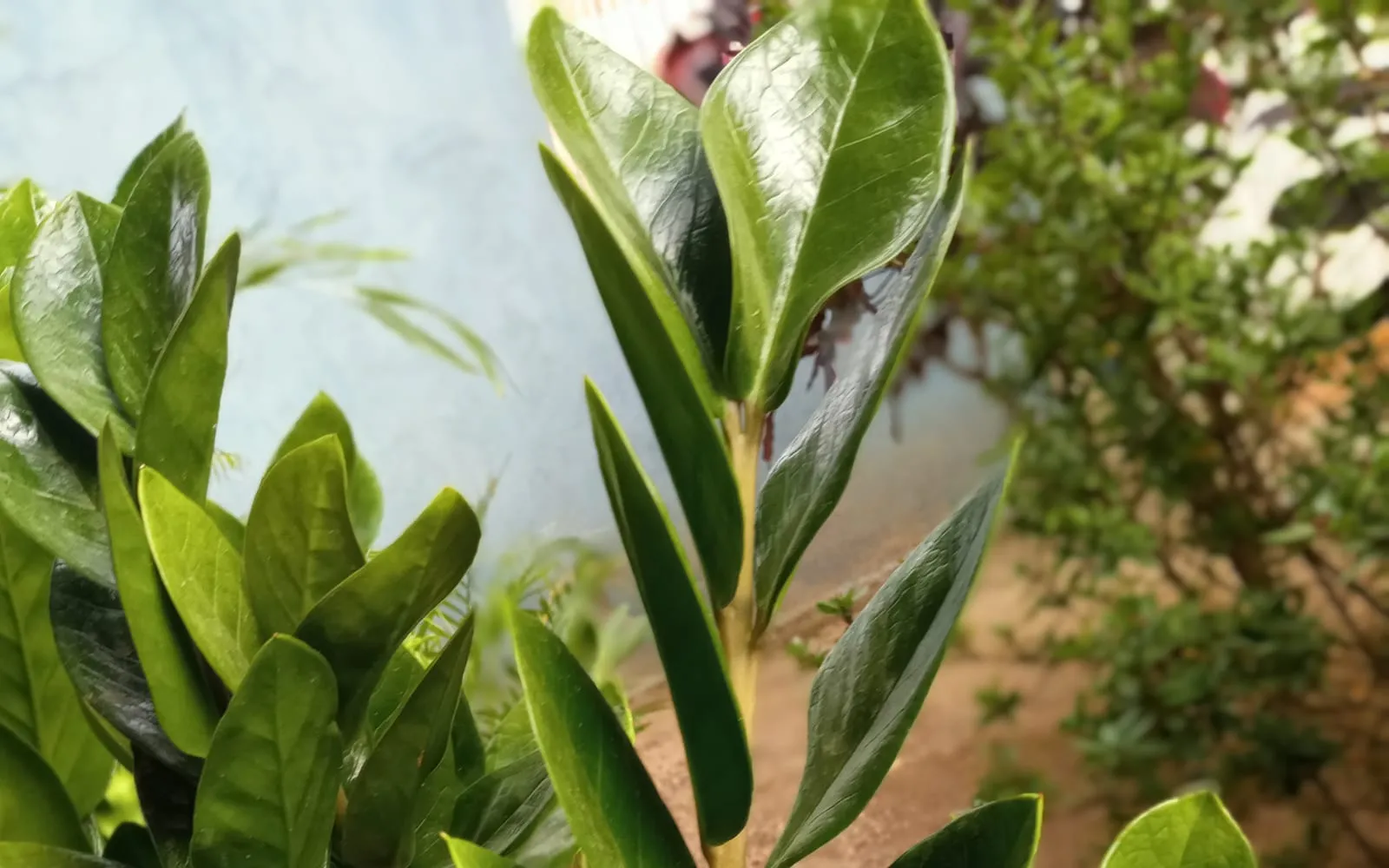 Glossy dark green ZZ plant leaflets arranged in pairs along upright fleshy stalks