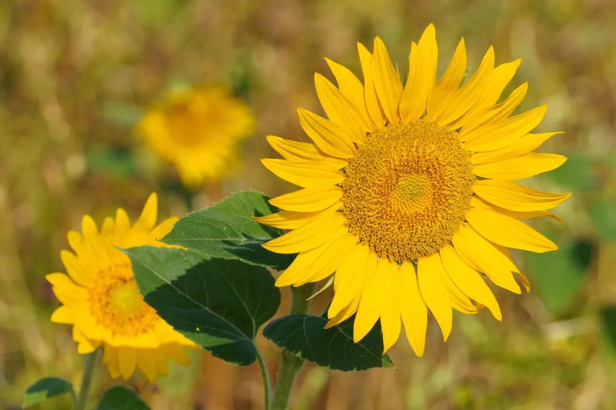 One beautiful blooming sunflower isolated in front of a sunflower field